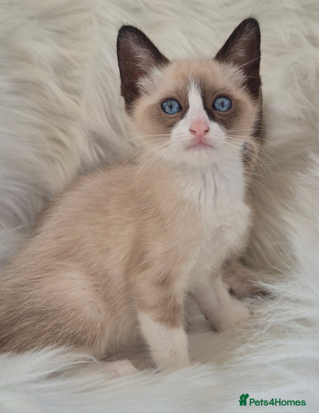 Snowshoe cats for sale: Stunning pedigree Snowshoe kittens  - Image 9