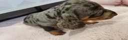 Miniature Dachshund dogs for sale: Premium Miniature Dachshund Puppies in Dumfries - Advert 4