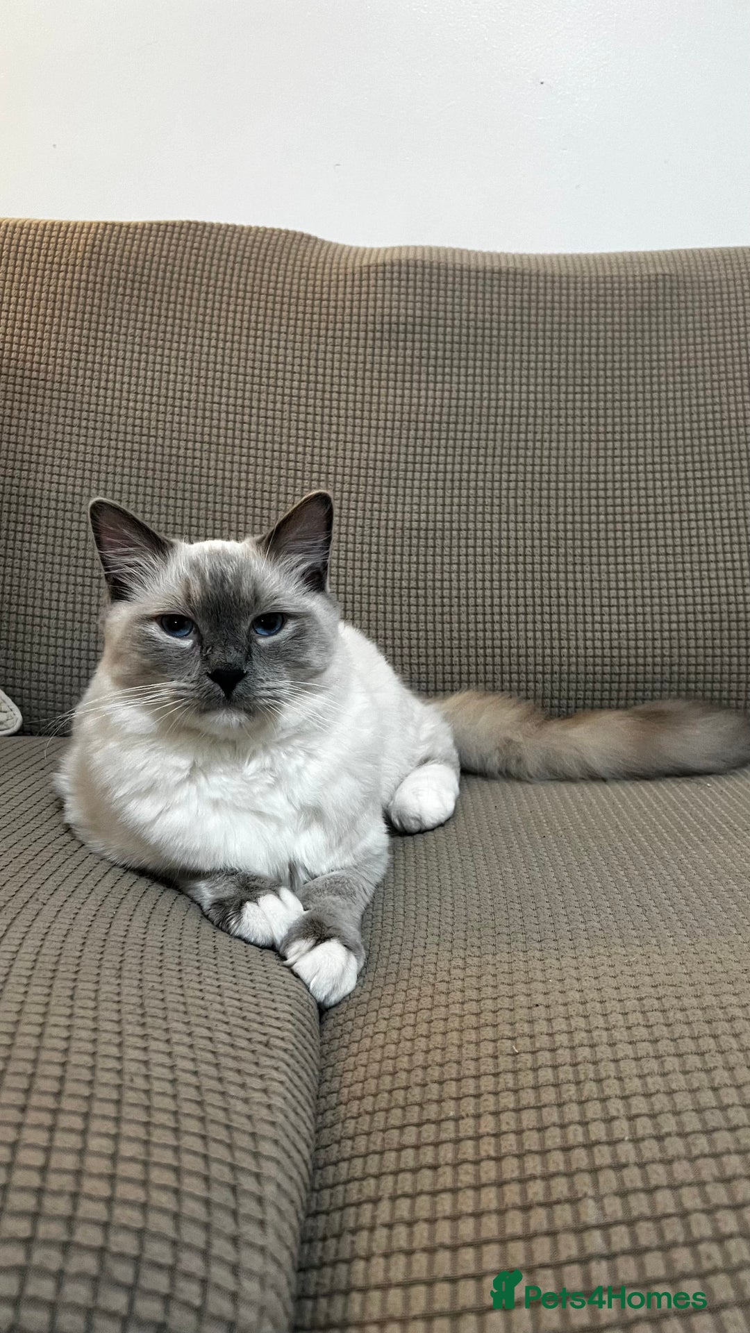 Ragdoll cats for sale: Milo & Mila my beloved cats  - Image 12