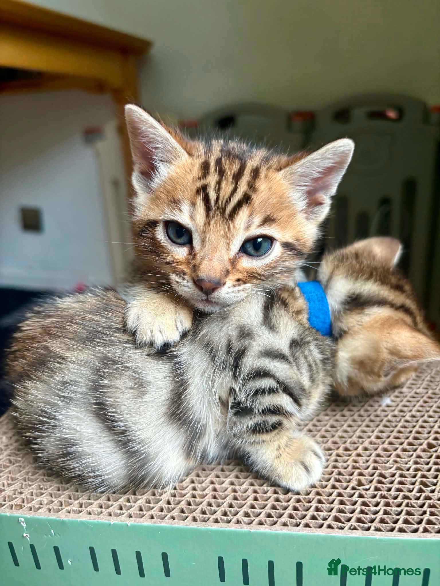 Bengal cats Stunning Bengal Kittens LAST ONE!!! - Advert 2