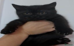 British Shorthair cats for sale:  Ready now. British shorthair kittens  - Image 4