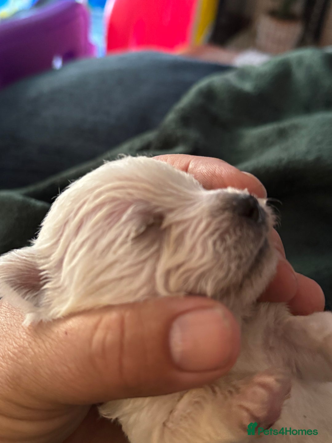 West Highland Terrier dogs for sale: West highland terriers  - Advert 8