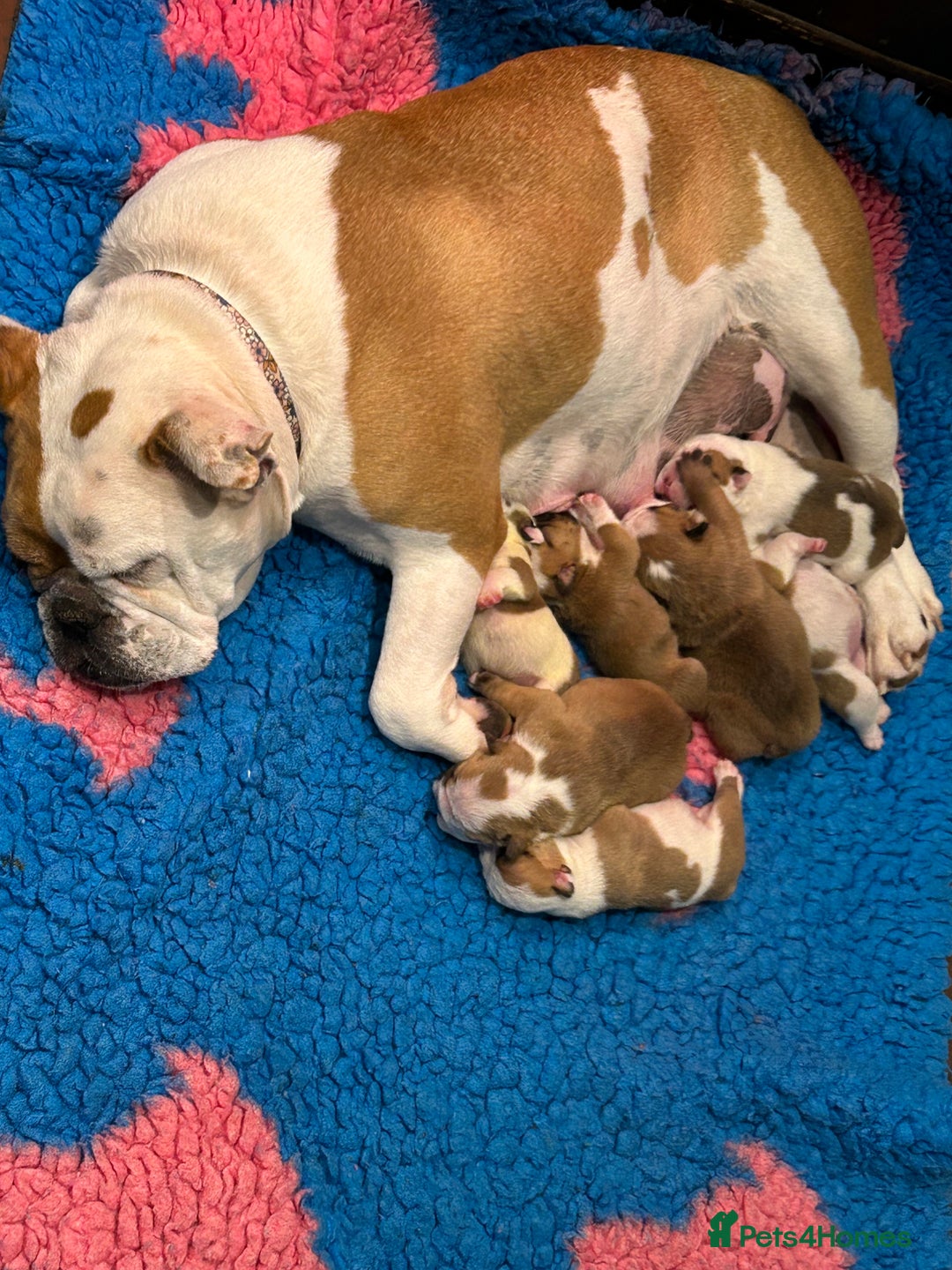 English Bulldog dogs for sale: Beautiful British Bulldog’s  - Image 16