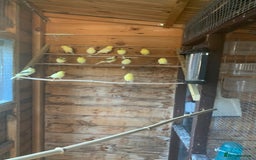 Canaries birds for sale: Dimorpic canaries  - Image 1