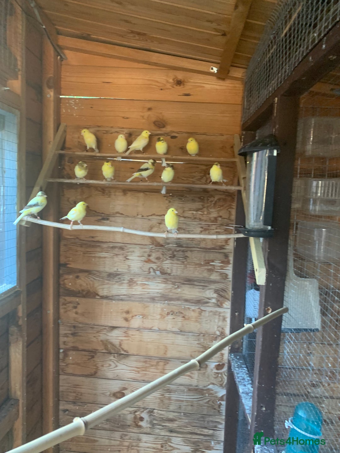 Canaries birds for sale: Dimorpic canaries  - Image 1