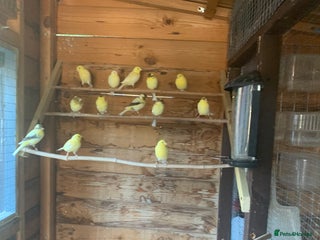 Canaries birds - Advert 10
