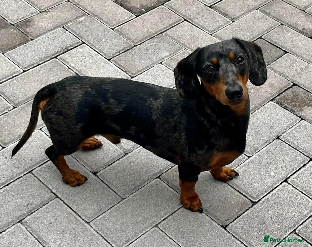 Miniature Dachshund dogs for stud: KC REG SILVER DAPPLE & TAN STUD CARRYING CREAM in Irvine - Advert 5