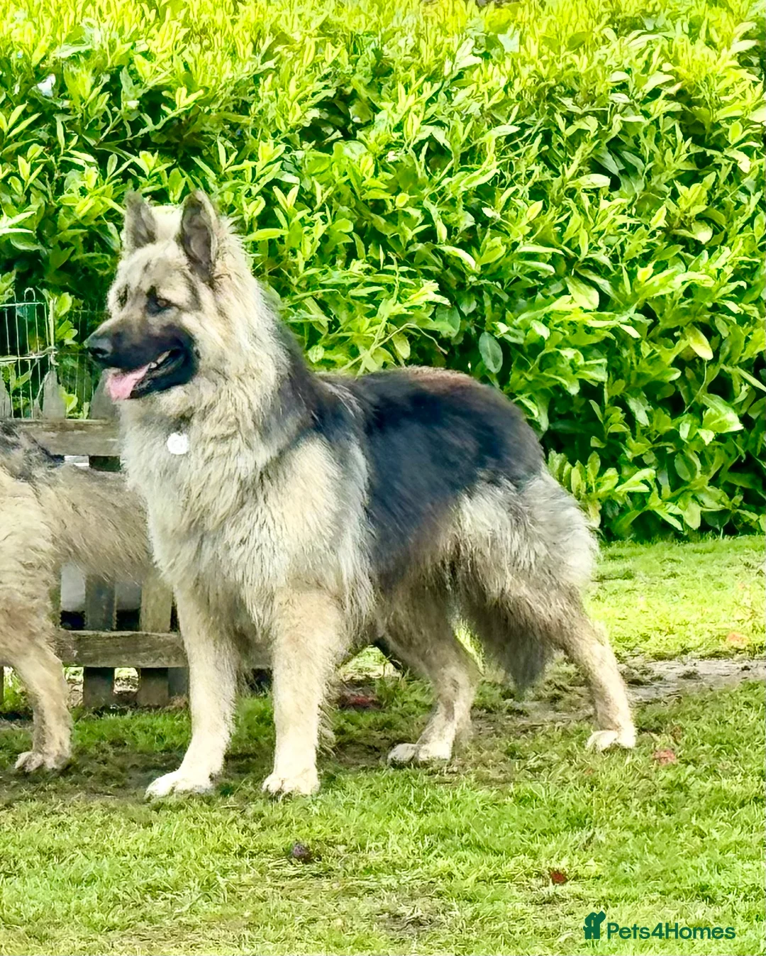 German Shepherd dogs for stud: Black and silver stud dog. Kc reg. health tested in Royston - Advert 4