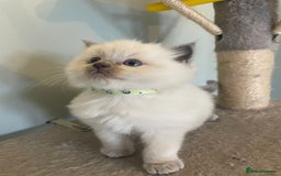 Ragdoll cats for sale: Blue and Pure Blue Mitted Ragdoll Kittens - Image 10