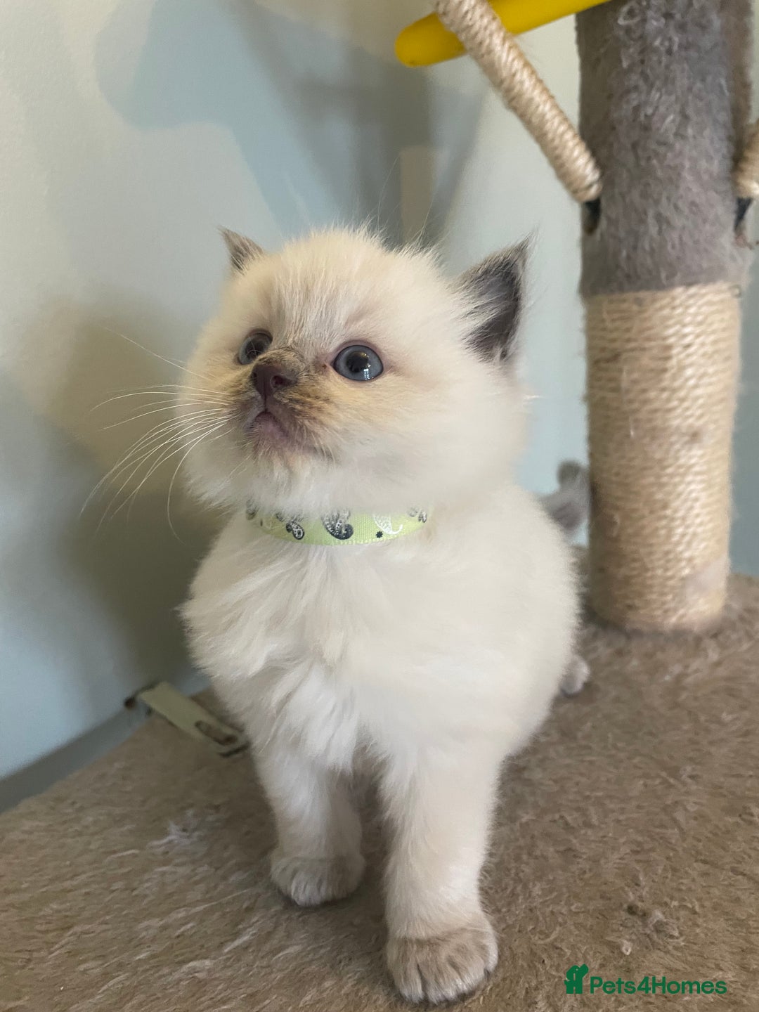 Ragdoll cats for sale: Blue and Pure Blue Mitted Ragdoll Kittens - Image 10