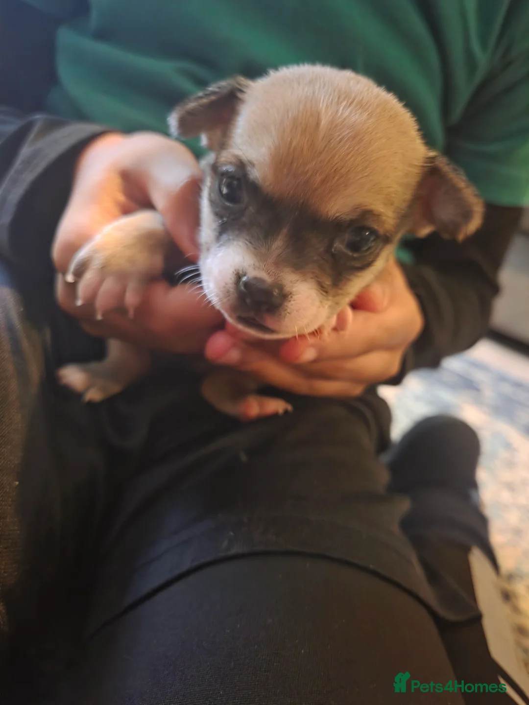 Chihuahua dogs for sale: Chihuahua Puppies - Advert 19