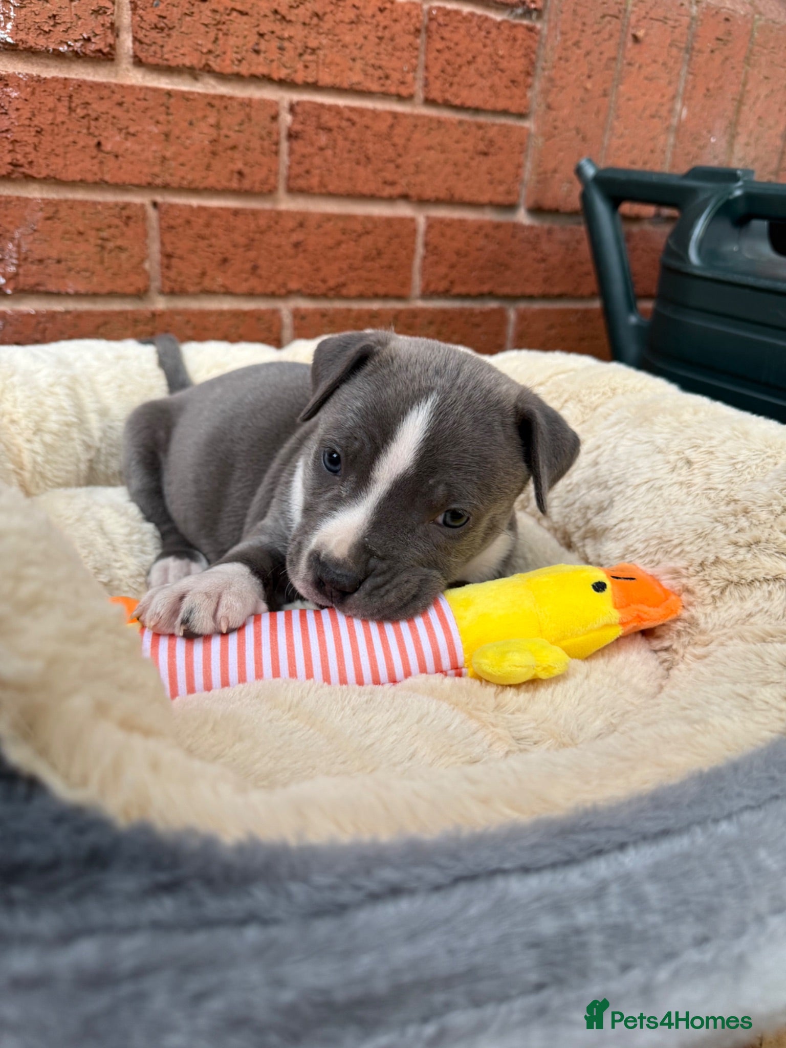 Staffordshire Bull Terrier dogs Grey Male Staffordshire Bull Terrier – 8 Weeks Old - Advert 1