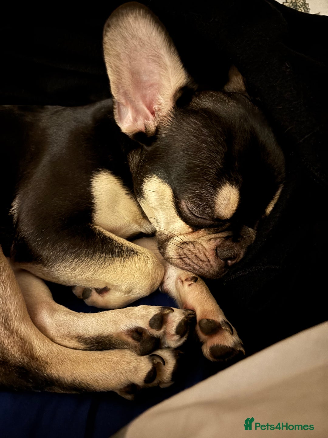 French Bulldog dogs for sale: Two FrenchBull dog Brothers - Advert 3