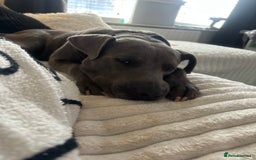 Mixed Breed dogs for sale: Beautiful Blue lab cross  - Image 4