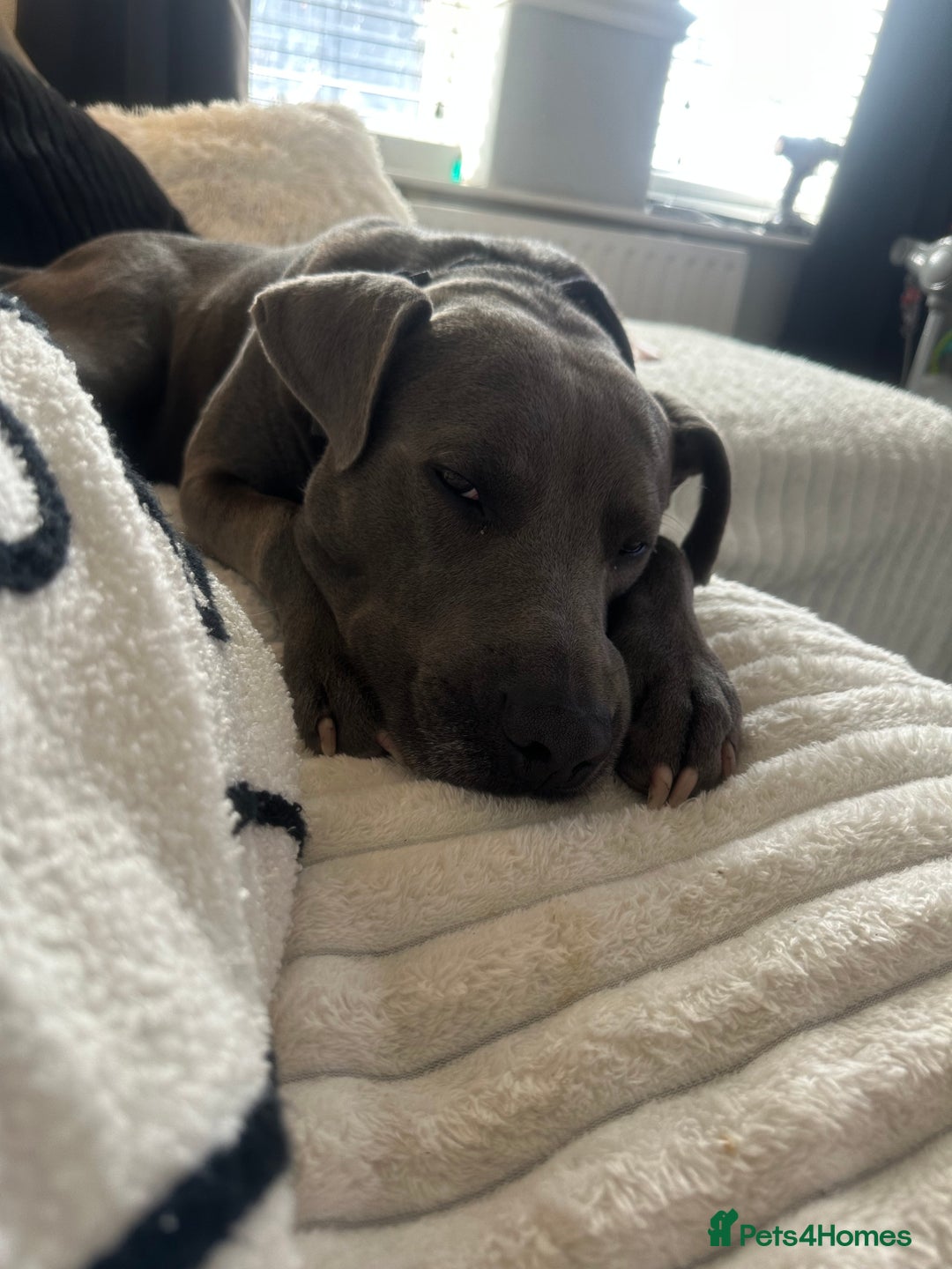 Mixed Breed dogs for sale: Beautiful Blue lab cross  - Image 4
