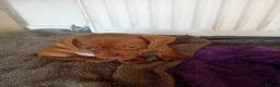 Dachshund dogs for sale: 4 Dachshund Puppies for sale!! - Advert 2