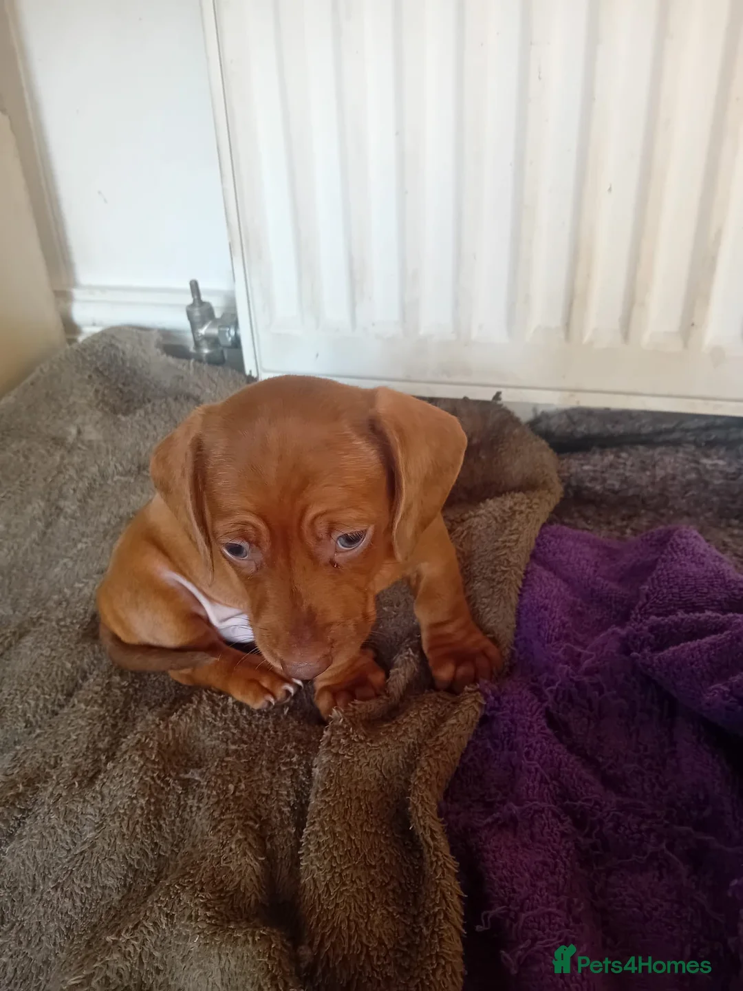 Dachshund dogs for sale: 4 Dachshund Puppies for sale!! - Advert 2