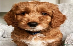 Cockapoo dogs for sale: 3 Stunning Dark Red Cockapoo Puppies - Image 31