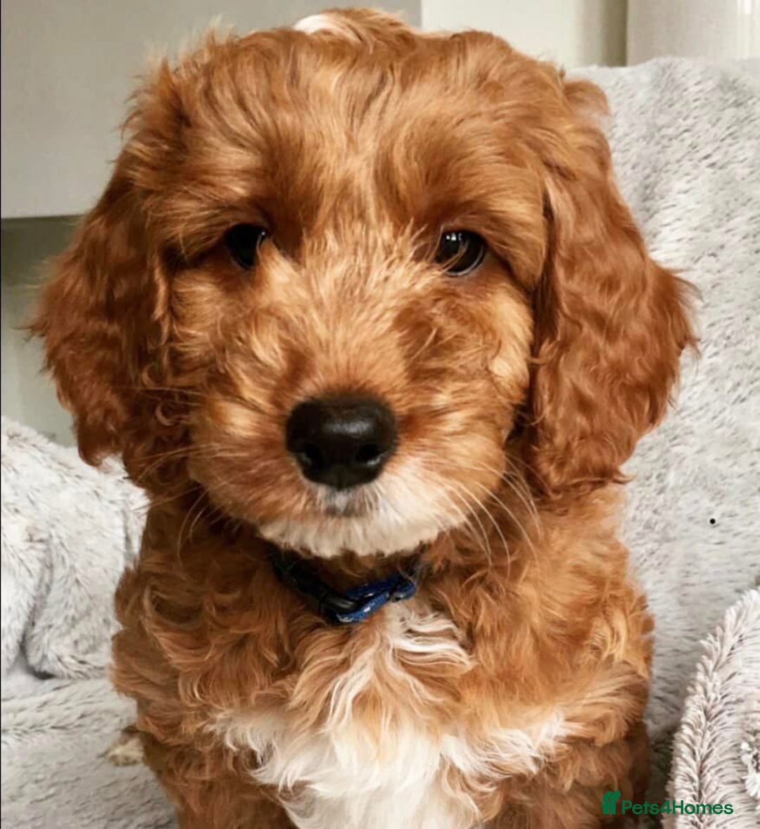 Cockapoo dogs for sale: 3 Stunning Dark Red Cockapoo Puppies - Image 31