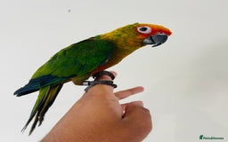 Conures birds for sale: Hand reared conures for sale - Image 22