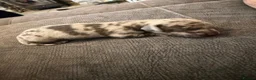 Miniature Dachshund dogs for sale: 4 stunning girl miniature dachshunds  - Advert 5