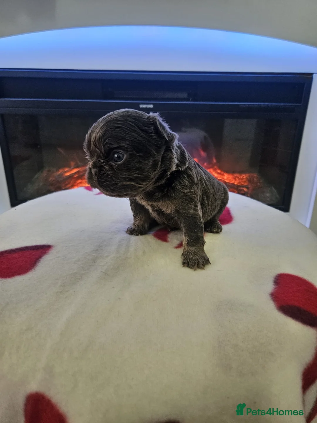 French Bulldog dogs for sale: Beautiful kc fluffy panda french bulldogs - Advert 17