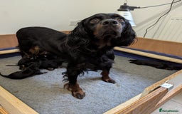 Gordon Setter dogs for sale: Working Gordon Setter puppies  - Image 3