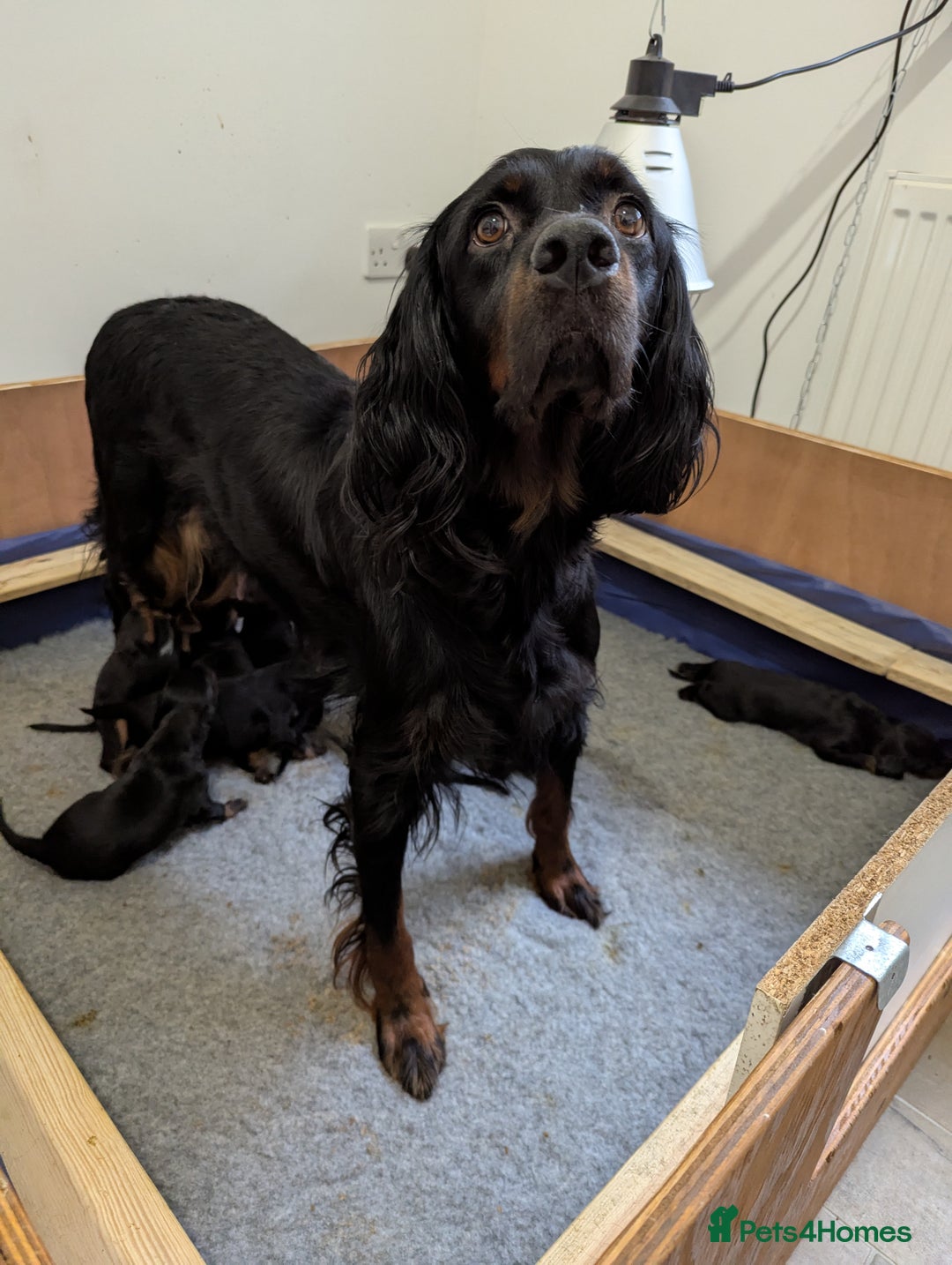 Gordon Setter dogs for sale: Working Gordon Setter puppies  - Image 3