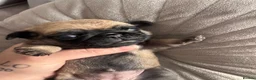 Pug dogs for sale: Kc registered pug puppies  in Plymouth - Advert 7