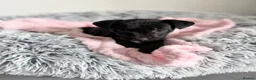 Patterdale Terrier dogs for sale: Patterdale puppies  - Advert 7