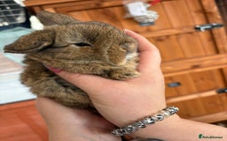 Mini Lop rabbits for sale: Beautifully bred mini lops - Image 4