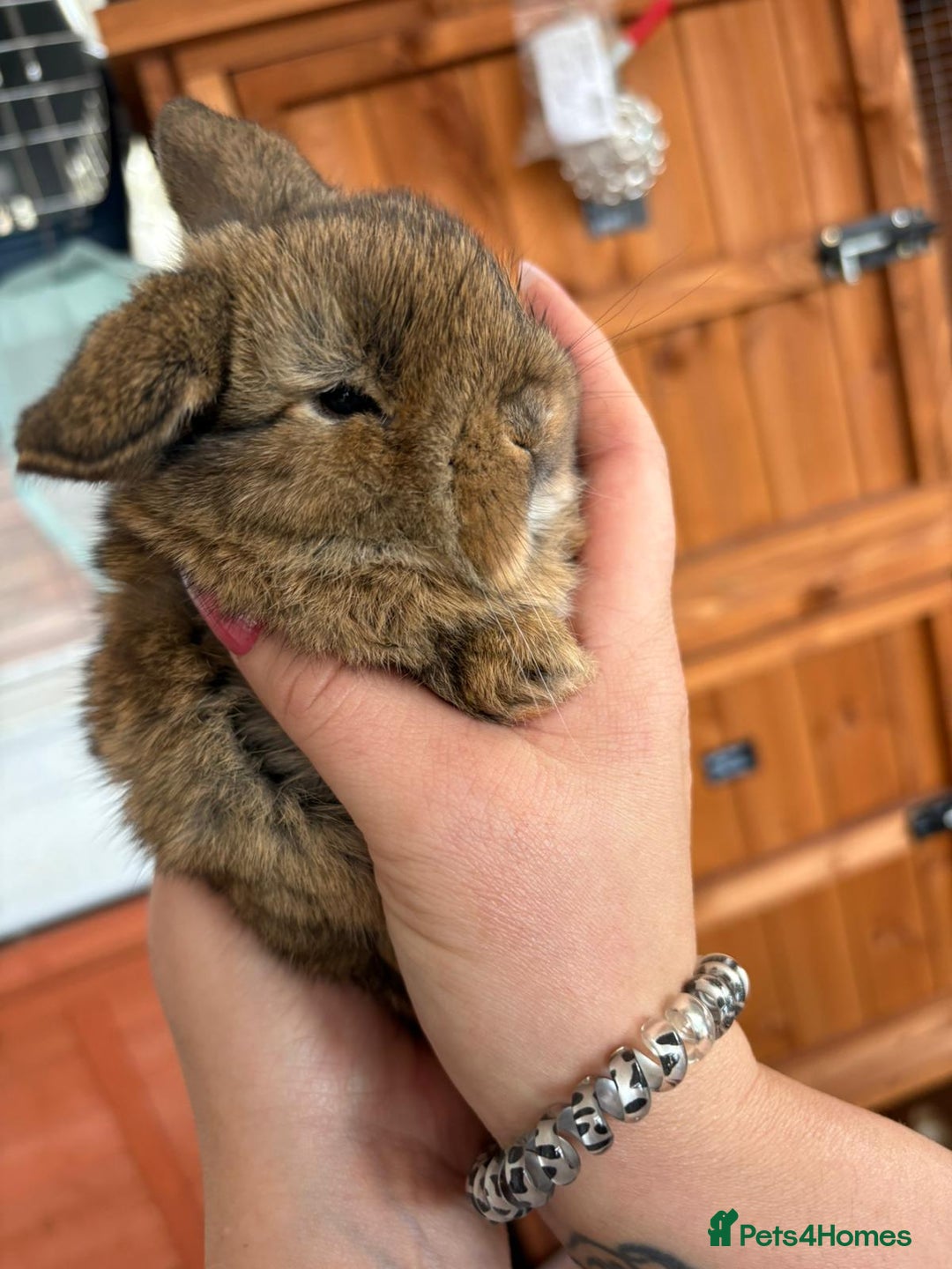 Mini Lop rabbits for sale: Beautifully bred mini lops - Image 4