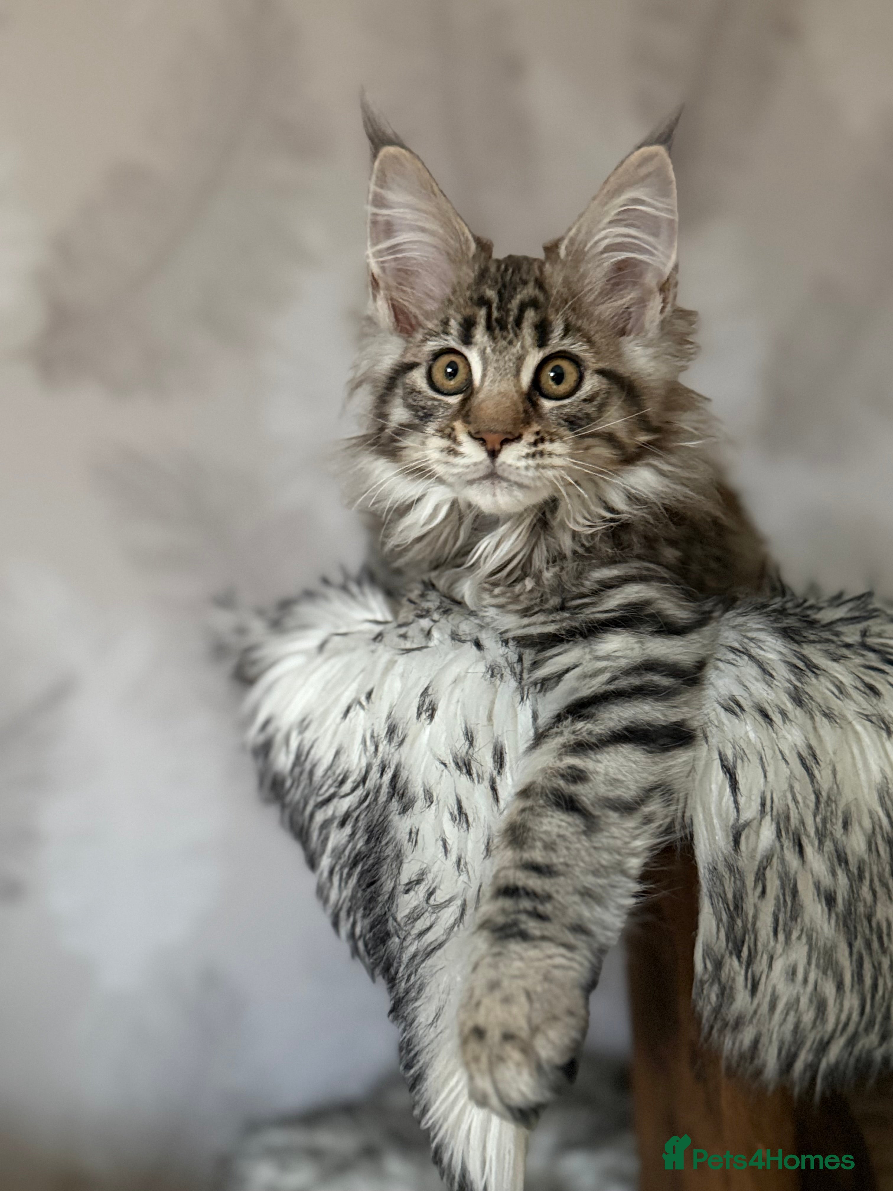 Maine Coon cats TICA registered Maine Coon kittens - Advert 4