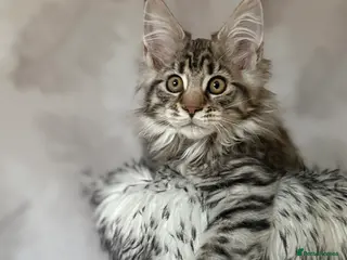 Maine Coon cats TICA registered Maine Coon kittens - Advert 3