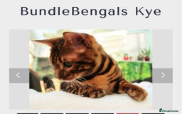 Bengal cats for sale: STUNNING BROWN MALE BENGAL;TICA REG) - Image 2