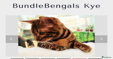 Bengal cats - Advert 2
