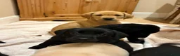 Labrador Retriever dogs for sale: KC Reg -Exceptional Labrador puppies  - Advert 4