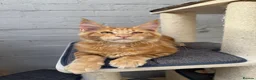 Maine Coon cats for sale: TICA Pedigree Massive Red Kittens - Advert 21