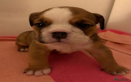 English Bulldog dogs for sale: Amazing British bulldogs  - Image 11