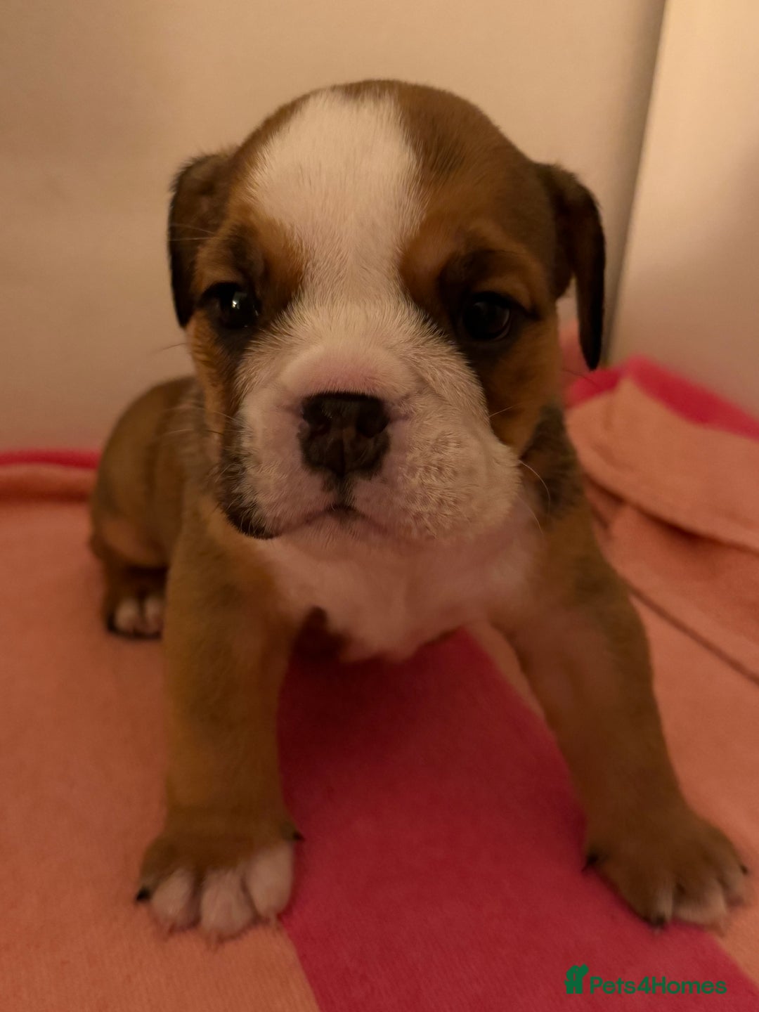 English Bulldog dogs for sale: Amazing British bulldogs  - Image 11