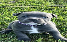 Staffordshire Bull Terrier dogs for sale: Healthy blue Staffordshire bull terrier so sweet - Image 6