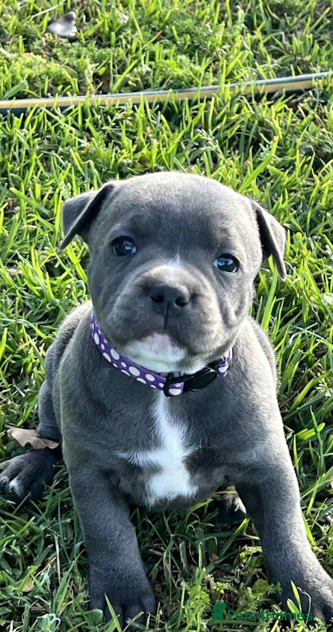 Staffordshire Bull Terrier dogs for sale: Healthy blue Staffordshire bull terrier so sweet - Image 6