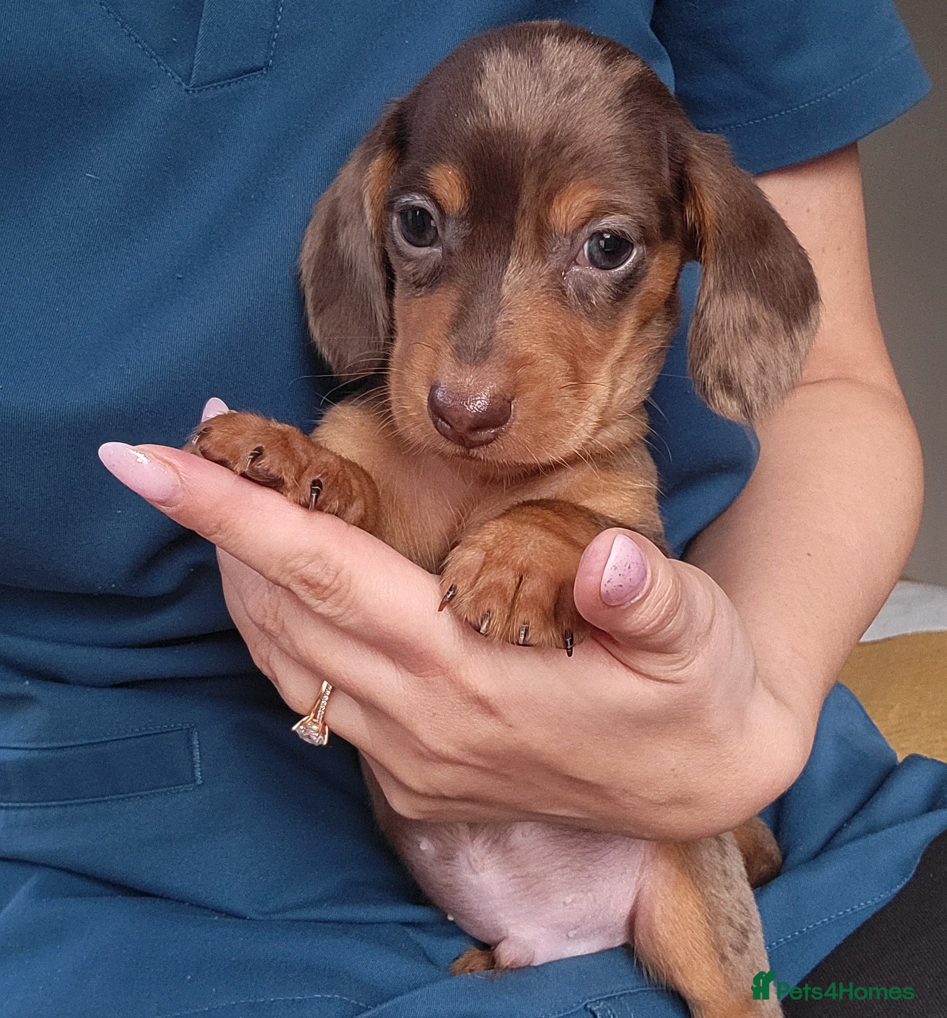 Miniature Dachshund dogs Kc Miniature  Dachshund  - Advert 17