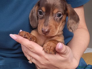 Miniature Dachshund dogs Kc Miniature Dachshund - Advert 17