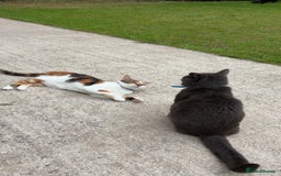 Mixed Breed cats for sale: Flora and cosmo - Image 1
