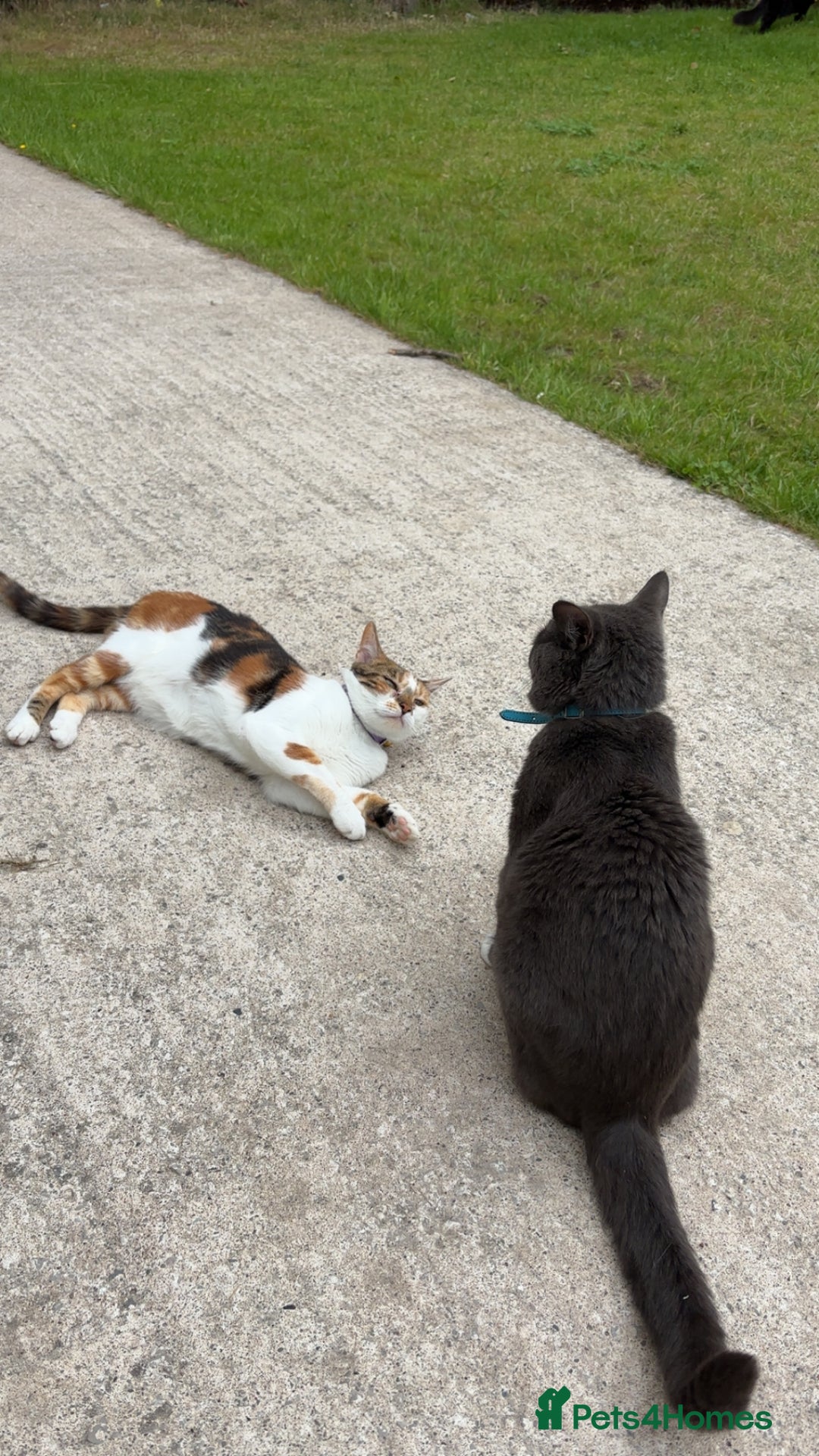 Mixed Breed cats for sale: Flora and cosmo - Image 1