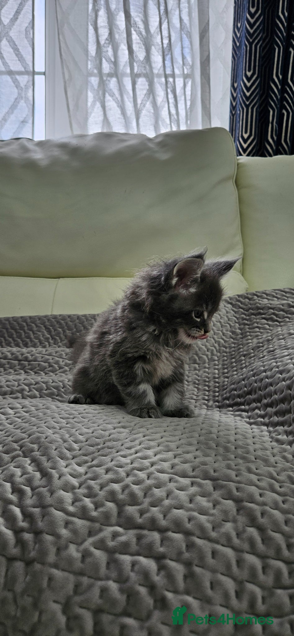 Maine Coon cats for sale: Giant Maine Coon  - Advert 7