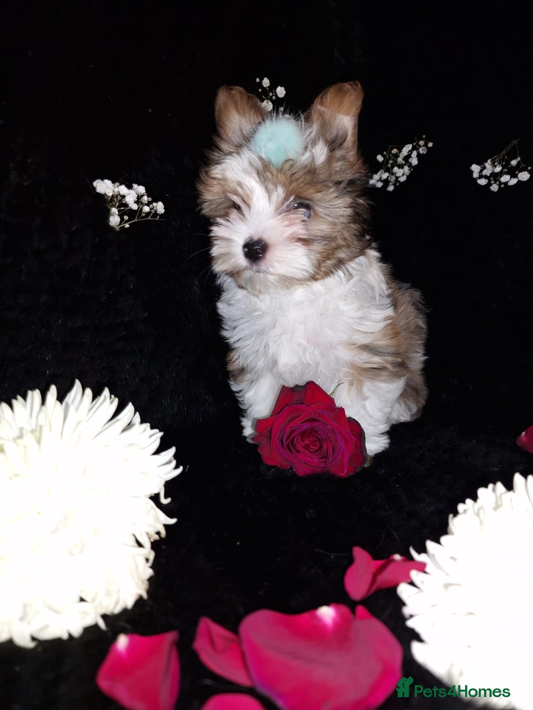 Yorkshire Terrier dogs for sale: Luxury Yorkshire Terrier Puppies/Home Raised/IHR   - Advert 20