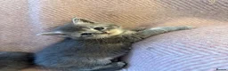 Scottish Fold cats for sale: 8 Beautiful blue Scottish folds  - Advert 15