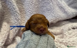 Cockapoo dogs for sale: F1 health clear stunning cockapoos - Image 31